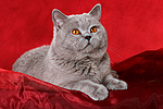 Britisch Kurzhaar / british shorthair