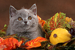 Britisch Kurzhaar Kätzchen / british shorthair kitten