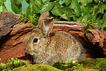 junges Zwergkaninchen / young dwarf rabbit