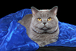 Britisch Kurzhaar / british shorthair