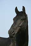 Friese Portrait / friesian horse portrait