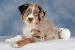 Miniature Australian Shepherd Welpe / miniature australian shepherd puppy