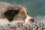 Miniature Australian Shepherd Welpe / miniature australian shepherd puppy