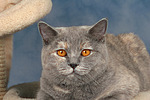 Britisch Kurzhaar / british shorthair