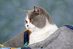 Britisch Kurzhaar / british shorthair