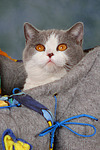 Britisch Kurzhaar / british shorthair