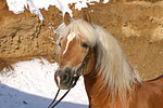 Haflinger Portrait / haflinger horse portrait