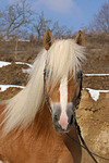 Haflinger Portrait / haflinger horse portrait