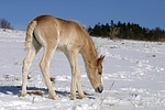 Haflinger Fohlen / haflinger horse foal