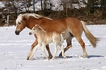 trabende Haflinger / trotting haflinger horse