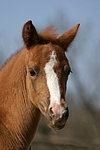 Deutsches Reitpony / pony