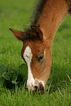 Deutsches Reitpony / pony