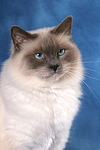 Heilige Birma Portrait / Sacred Birman portrait