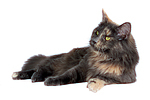 Maine Coon