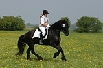 Friese / frisian horse