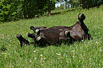 Friese wälzt sich / rolling friesian horse