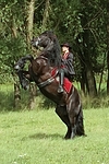 Frau reitet Friese / woman rides friesian horse