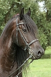 Friese Portrait / friesian horse portrait