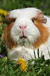 Crested Meerschwein / crested guninea pig