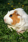 Crested Meerschwein / crested guninea pig