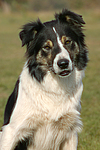 Border Collie