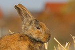 Kaninchen / bunny