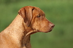 Rhodesian Ridgeback