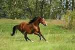 Deutscher Reitpony Hengst / pony stallion