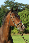 Warmblut Portrait / warmblood portrait