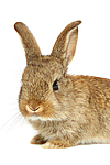 Zwergkaninchen / dwarf rabbit