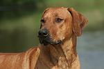 Rhodesian Ridgeback