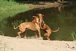 Rhodesian Ridgebacks