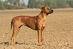 Rhodesian Ridgeback