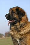 Leonberger