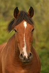 Deutsches Reitpony / pony