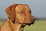 Rhodesian Ridgeback Portrait