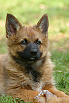 Harzer Fuchs Welpe / Harzer Fuchs puppy