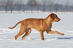 Rhodesian Ridgeback im Schnee / Rhodesian Ridgeback in snow