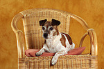 Jack Russell Terrier