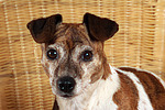 Jack Russell Terrier