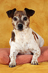 Jack Russell Terrier