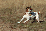 Jack Russell Terrier