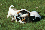 Jack Russell Terrier