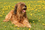 Briard / berger de brie