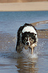 Border Collie rennt durchs Wasser / running Border Collie