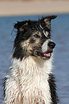 Border Collie Portrait