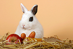 Zwergkaninchen / dwarf rabbit