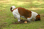 Jack Russell Terrier