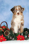 Miniature Australian Shepherd Welpe / miniature australian shepherd puppy