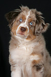 Miniature Australian Shepherd Welpe / miniature australian shepherd puppy